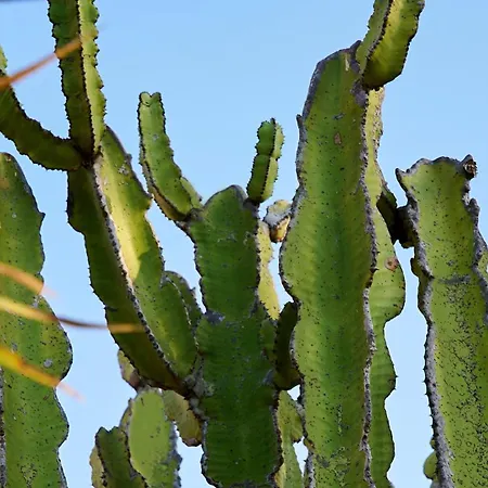 Mari 别墅 布多尼