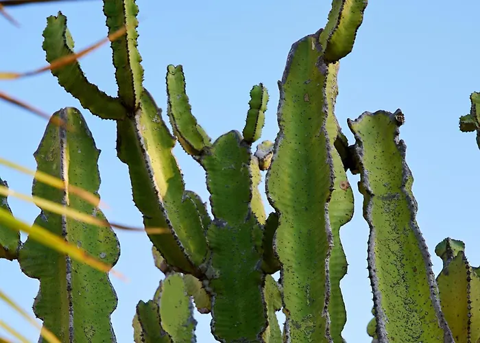 Mari Вилла Будони